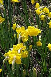 Quail Daffodil (Narcissus 'Quail') at Canadale Nurseries