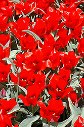 Casa Grande Tulip (Tulipa 'Casa Grande') at Canadale Nurseries