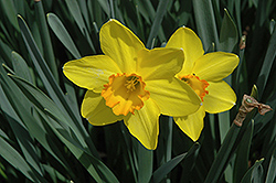 Carlton Daffodil (Narcissus 'Carlton') at Canadale Nurseries