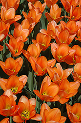 Orange Emperor Tulip (Tulipa 'Orange Emperor') at Canadale Nurseries