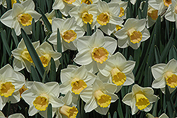 Salome Daffodil (Narcissus 'Salome') at Canadale Nurseries