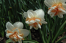 Delnashaugh Daffodil (Narcissus 'Delnashaugh') at Canadale Nurseries