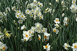 Geranium Daffodil (Narcissus 'Geranium') at Canadale Nurseries