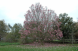 Galaxy Magnolia (Magnolia 'Galaxy') at Canadale Nurseries