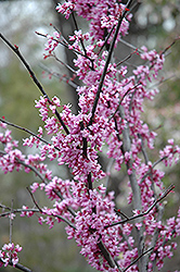 Forest Pansy Redbud (Cercis canadensis 'Forest Pansy') at Canadale Nurseries
