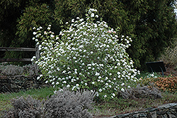 Koreanspice Viburnum (Viburnum carlesii) at Canadale Nurseries