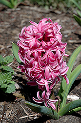 Pink Pearl Hyacinth (Hyacinthus orientalis 'Pink Pearl') at Canadale Nurseries