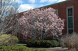 Saucer Magnolia (Magnolia x soulangeana) at Canadale Nurseries