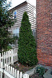 Dark Green Arborvitae (Thuja occidentalis 'Nigra') at Canadale Nurseries