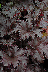 Black Taffeta Coral Bells (Heuchera 'Black Taffeta') at Canadale Nurseries