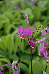 Aphrodite Shooting Star (Dodecatheon 'Aphrodite') at Canadale Nurseries