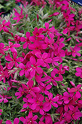 Crackerjack Moss Phlox (Phlox douglasii 'Crackerjack') at Canadale Nurseries