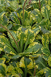 Golden London Pride (Saxifraga x urbium) at Canadale Nurseries