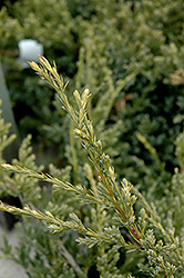 Dream Joy Juniper (Juniperus squamata 'Dream Joy') at Canadale Nurseries