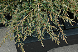 Green Carpet Juniper (Juniperus communis 'Green Carpet') at Canadale Nurseries