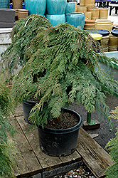 Russian Cypress (tree form) (Microbiota decussata '(tree form)') at Canadale Nurseries