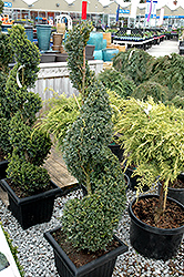 Green Mountain Boxwood (spiral form) (Buxus 'Green Mountain (spiral)') at Canadale Nurseries