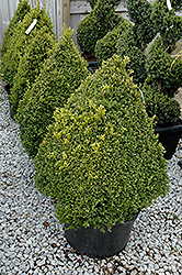 Green Mountain Boxwood (pyramid form) (Buxus 'Green Mountain (pyramid)') at Canadale Nurseries