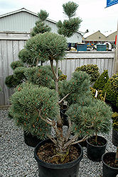 Watereri Scotch Pine (pom pom) (Pinus sylvestris 'Watereri (pom pom)') at Canadale Nurseries