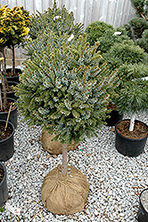 Dwarf Serbian Spruce (tree form) (Picea omorika 'Nana (tree form)') at Canadale Nurseries