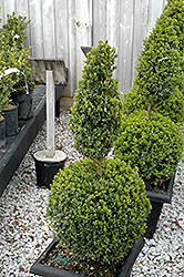 Green Mountain Boxwood (poodle form) (Buxus 'Green Mountain (poodle)') at Canadale Nurseries