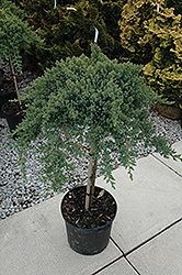 Dwarf Japanese garden Juniper (tree form) (Juniperus procumbens 'Nana (tree form)') at Canadale Nurseries