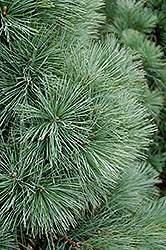 Domingo Limber Pine (Pinus flexilis 'Domingo') at Canadale Nurseries