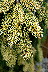 Gold Drift Norway Spruce (Picea abies 'Gold Drift') at Canadale Nurseries