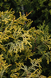 Kamaeni Hiba Hinoki Falsecypress (Chamaecyparis obtusa 'Kamaeni Hiba') at Canadale Nurseries