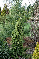 Frohburg Norway Spruce (Picea abies 'Frohburg') at Canadale Nurseries