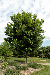 Sugar Maple (Acer saccharum) at Canadale Nurseries