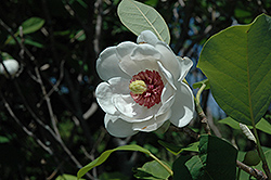 Oyama Magnolia (Magnolia sieboldii) at Canadale Nurseries