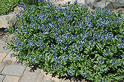 Blue Ice Star Flower (Amsonia tabernaemontana 'Blue Ice') at Canadale Nurseries