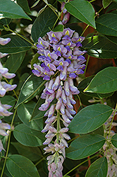 Summer Cascade Wisteria (Wisteria macrostachya 'Betty Matthews') at Canadale Nurseries