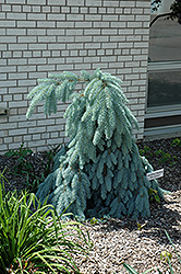 Slenderina Weeping Blue Spruce (Picea pungens 'Glauca Slenderina Pendula') at Canadale Nurseries