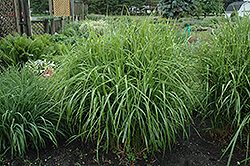 Porcupine Grass (Miscanthus sinensis 'Strictus') at Canadale Nurseries