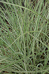 Morning Light Maiden Grass (Miscanthus sinensis 'Morning Light') at Canadale Nurseries