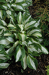 Vulcan Hosta (Hosta 'Vulcan') at Canadale Nurseries