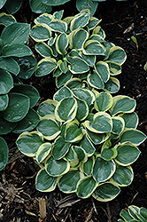 Mighty Mouse Hosta (Hosta 'Mighty Mouse') at Canadale Nurseries