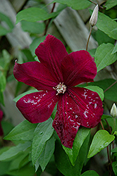 Red Cardinal Clematis (Clematis 'Red Cardinal') at Canadale Nurseries