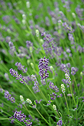 Essence Purple Lavender (Lavandula angustifolia 'Essence Purple') at Canadale Nurseries