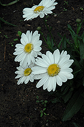 Highland White Dream Shasta Daisy (Leucanthemum x superbum 'Highland White Dream') at Canadale Nurseries