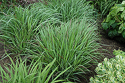 Cheyenne Sky Switch Grass (Panicum virgatum 'Cheyenne Sky') at Canadale Nurseries