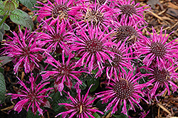 Balmy Purple Beebalm (Monarda didyma 'Balbalmurp') at Canadale Nurseries