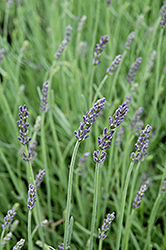 Silver Mist Lavender (Lavandula angustifolia 'Silver Mist') at Canadale Nurseries