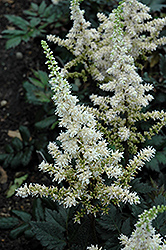 Visions in White Chinese Astilbe (Astilbe chinensis 'Visions in White') at Canadale Nurseries