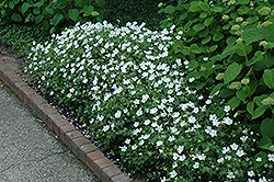 White Cranesbill (Geranium sanguineum 'Album') at Canadale Nurseries