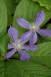 Arabella Clematis (Clematis integrifolia 'Arabella') at Canadale Nurseries