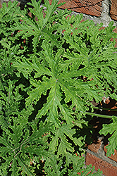 Citrosa Geranium (Pelargonium citrosum) at Canadale Nurseries