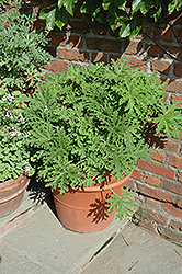 Citrosa Geranium (Pelargonium citrosum) at Canadale Nurseries